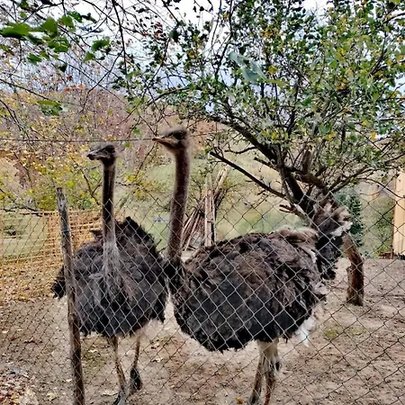 بيت خشبي Casa Rustica