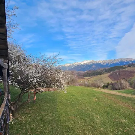 Cabană Casa Rustica *