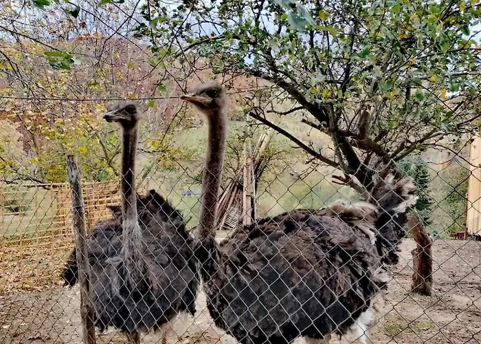 Деревянный коттедж Casa Rustica